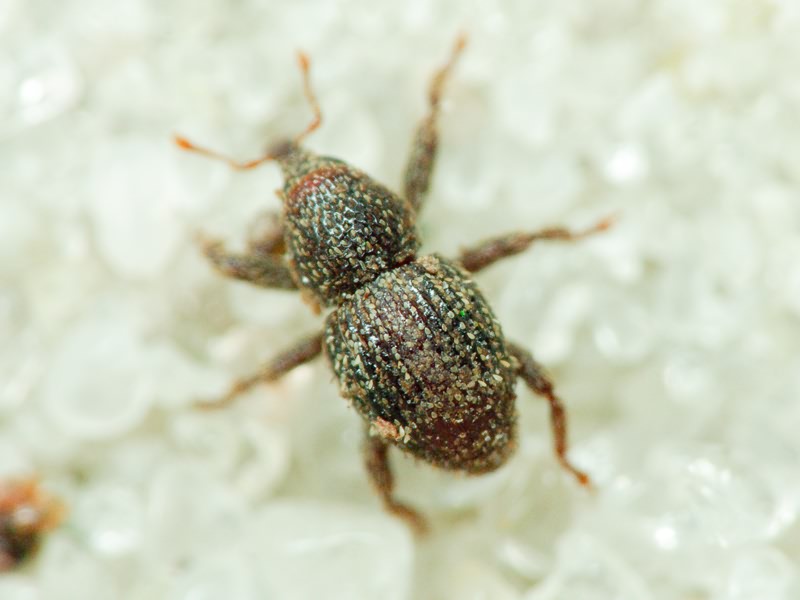 Acalles (Acalles) echinatus (Germar, 1824)